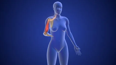 Motor nerves for muscle move Vídeos de archivo 284636682