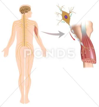 Motor neuron controls muscle movement Stock Illustration