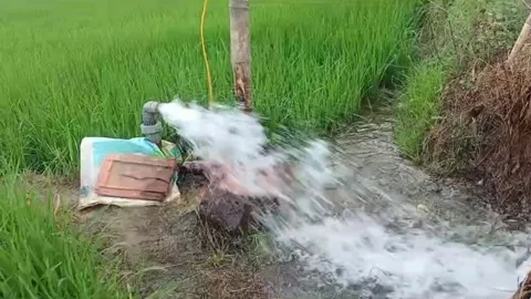 Motor Pump Supplying Irrigation Water to Rice Field Stock Footage 337954647