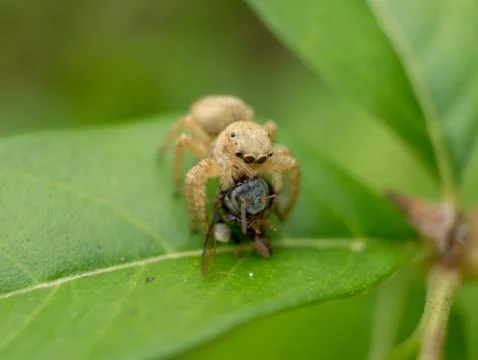 A motor spider eats bees on a green guava leaf Foto stock