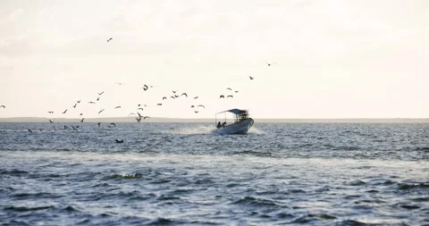 Motorboat Passing Through Flock of Seabirds at Sea Stock Footage 341639907