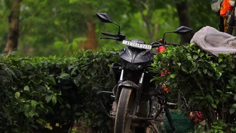 Motorcycle Among Tea Bushes in a Tea Plantation Stock Footage 341675560