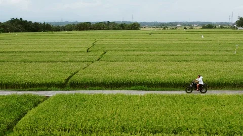 Motorcycle driver riding on a the rice fields. Outdoor shot, countryside Stock Footage 108689984
