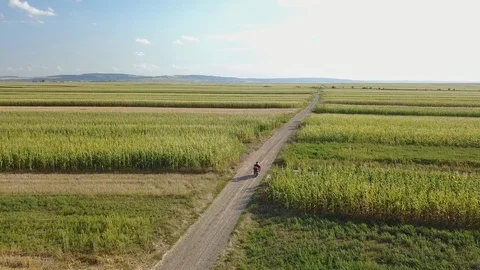Motorcycle Driving Off on Dirt Road Through Cornfield Aerial Vídeo Stock 101214837