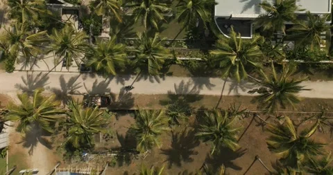 MOTORCYCLE DRIVING THROUGH PALM TREES 48FPS Stock Footage 245756533