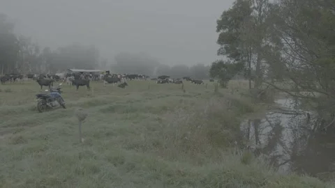 Motorcycle in the field next to a herd of cows 動画素材 221092720