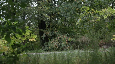 Motorcycle left to right Видео 842227