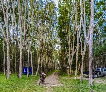 Motorcycle parked at the end of a trail parallel to tall green trees, Thailand 库存照片