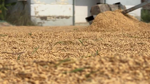 A motorcycle pulls rakes through harvested rice near farm buildings, assisting t Vídeos de archivo 341408373