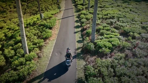 Motorcycle Ride Through Rancabali Tea Plantation in Ciwidey Indonesia Stock Footage 337476007