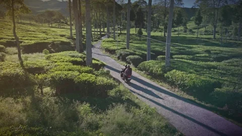 Motorcycle Ride Through Rancabali Tea Plantation in Ciwidey Indonesia Stock Footage 337476009