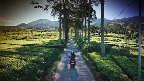 Motorcycle Ride Through Rancabali Tea Plantation in Ciwidey Indonesia Stock Footage 337476018