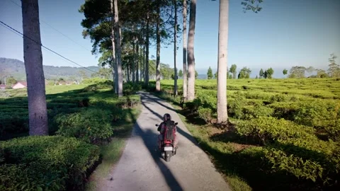 Motorcycle Ride Through Rancabali Tea Plantation in Ciwidey Indonesia Stock Footage 337476019