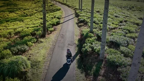 Motorcycle Ride Through Rancabali Tea Plantation in Ciwidey Indonesia Stock Footage 337476026