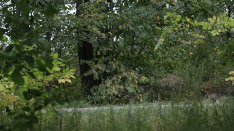 Motorcycle right to left Видео 842175