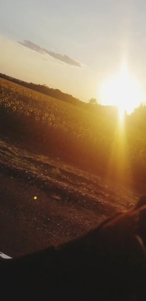 Motorcycle / road / sunflowers Stock Footage 140817062