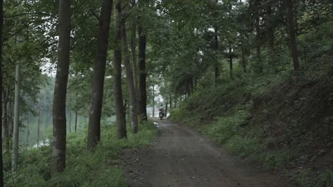 Motorcycle trip，Riding a motorcycle through the forest. Stock Footage 172053508