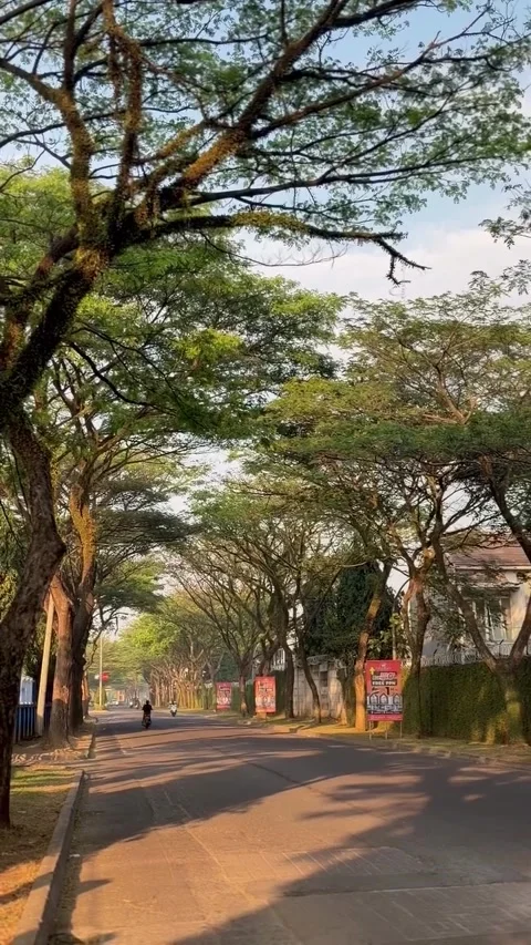 Motorcyclist Commuting on Tree-Lined Suburban Road Vidéo 339881870