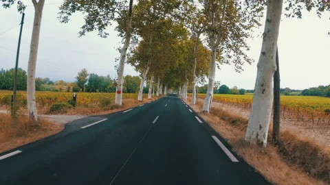 The motorcyclist rides between the trees along the scenic road in France. POV Stock Footage 86491608