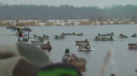 Motorized duck in lake Stock Footage 54592207