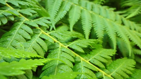 Motorized macro moving shot of fern leaf with dew in rainforest Stock Footage 153643553