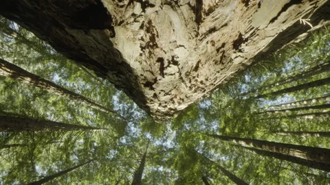 Motorized moving shot of looking up into forest canopy Vidéo 153883985