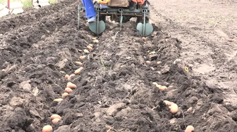Motorized Seeding Process. Dropping of Potato. 4K UltraHD, UHD Stock Footage 56568775