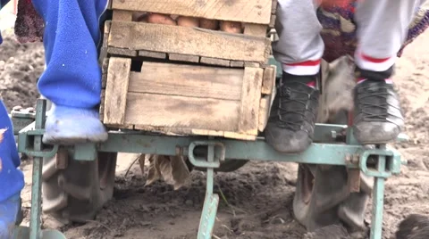 Motorized Seeding Process. Dropping of Potato. 4K UltraHD, UHD Stock Footage 56568779