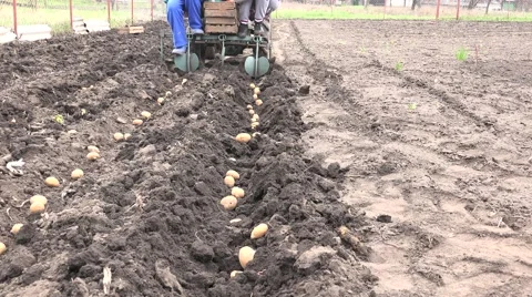 Motorized Seeding Process. Dropping of Potato. 4K UltraHD, UHD Vídeos de archivo 56568813