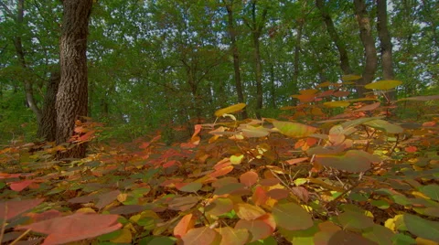 Motorized slider forest time lapse, Sun beams through trees Stock-Footage 43310601