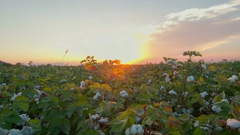 Motorized Sunset time lapse white cotton field rural countryside landscape Stock Footage 98259468