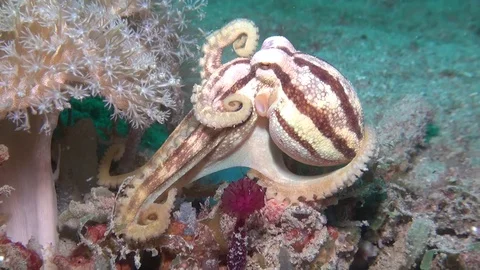Mototi octopus Stock Footage 111454886