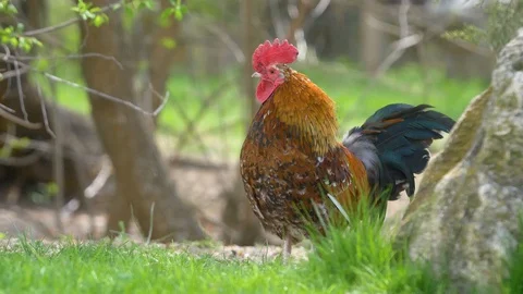 Mottled bright rooster against the backdrop of wildlife Stock Footage 126000533