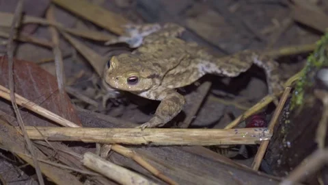 Mottled Brown Common Toad In Pond With Fallen Dry Leaves In Dimly Lit Forest Stock Footage 333225831