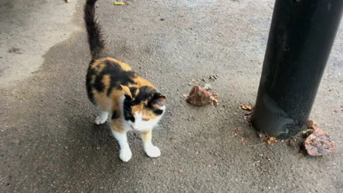 The mottled cat opens its mouth 스톡 동영상 140923242