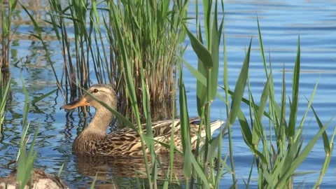Mottled duck  with ducklings Stock Footage 160903623