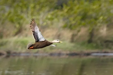 Mottled Duck in Flight Over Wetlands Foto stock