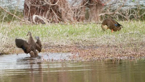 Mottled Duck Vidéo 154135094