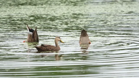 MOTTLED DUCK Stock Footage 273253691