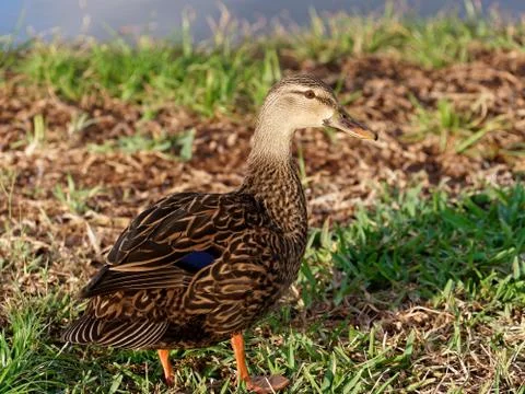 Mottled Duck in Grass Foto stock