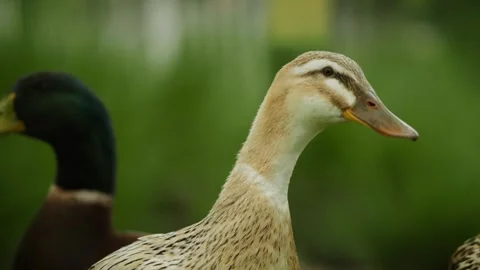 A Mottled Duck looking around Stock-Footage 332855408