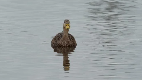MOTTLED DUCK ON POND Stock Footage 273254941