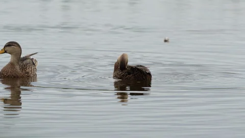 MOTTLED DUCK PREENING Stock Footage 273264891