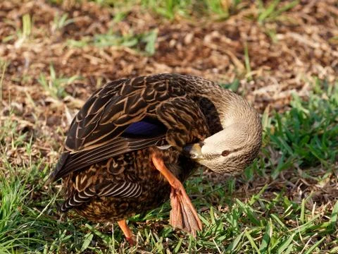 Mottled Duck Preening on Grass Stock-Fotos