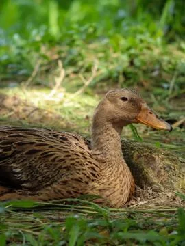 Mottled Duck resting in the grass. Selective focus. Shallow depth of field. B Foto stock