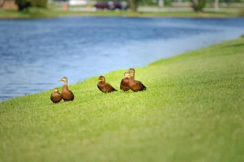 Mottled ducks Foto stock