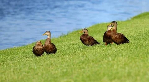 Mottled ducks Foto stock