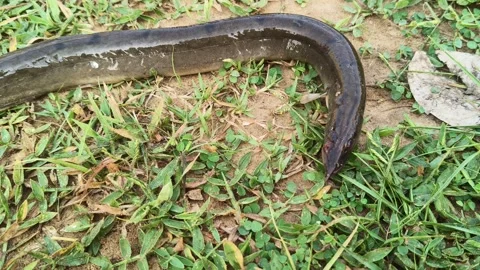 Mottled eel or Anguilla bengalensis. Stock Footage 337952491