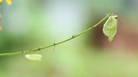 Mottled emigrant butterfly emerged Stock Footage 150894733