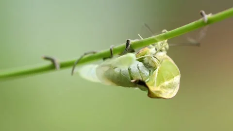 Mottled emigrant butterfly emerged Stock Footage 150896133